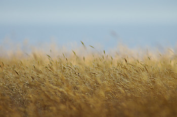 Late Summer Grasses ~ Plant  picture from cortes island Canada.