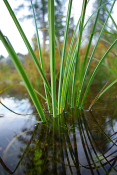 Swamp Grass ~ Plant picture from Cortes Island Canada.