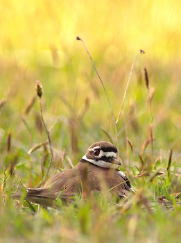 Sitting Killdeer  ~ Plover picture from Cortes Island Canada.