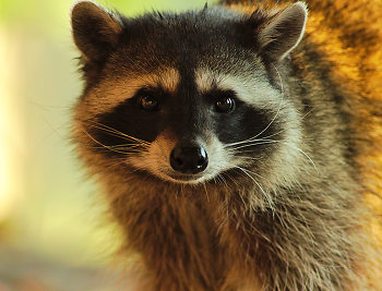 Raccoon Portrait II ~ Raccoon picture from Cortes Island Canada.