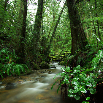 Gorge Creek ~ Rainforest picture from Cortes Island Canada.