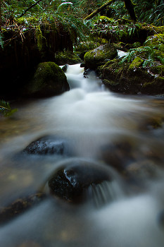  Rainforest picture from Cortes Island Canada.