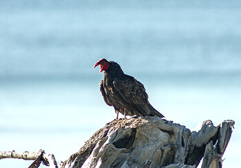 Turkey Vulture with Beak Open and Tounge Out ~ Raptor picture from Cortes Island Canada.