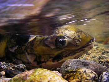 Chum Salmon ~ Salmon picture from Cortes Island Canada.