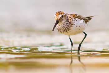 Western Sandpiper ~ Sandpiper picture from Cortes Island Canada.