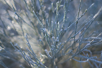 Scotch Broom in Winter ~ Scotch Broom picture from Cortes Island Canada.