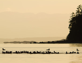 Surf Scoters ~ Scoter picture from Cortes Island Canada.