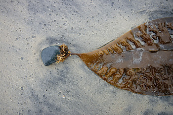 Kelp Still Life ~ Seaweed picture from Cortes Island Canada.