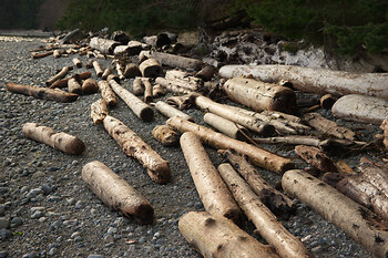 Driftwood Still-life ~ Shoreline picture from Cortes Island Canada.