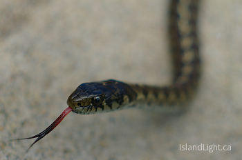 Garter snake ~ Snake picture from Cortes Island Canada.