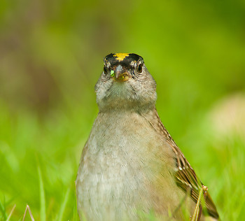 On Alert ~ Sparrow picture from Cortes Island Canada.