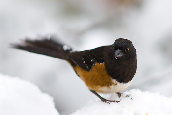 Pipilo Maculatus ~ Sparrow picture from Cortes Island Canada.