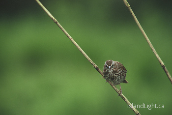 Inspector Song Sparrow ~ Sparrow picture from Cortes Island Canada.