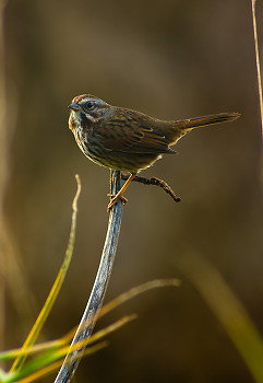 Song Sparrow ~ Sparrow picture from Cortes Island Canada.