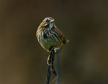 Song Sparrow ~ Sparrow picture from Cortes Island Canada.