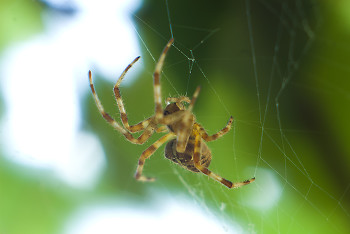 Araneus diadematus ~ Spider picture from Cortes Island Canada.
