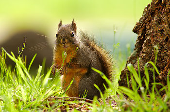 A Squirrel at the Foot of Its Tree ~ Squirrel picture from Cortes Island Canada.