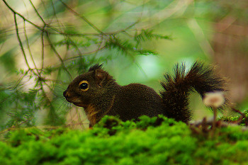 Douglas Squirrel ~ Squirrel picture from Cortes Island Canada.