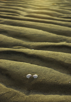 One Clam-shell ~ Still-Life picture from Cortes Island Canada.