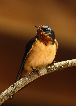Barn Swallow ~ Swallow picture from Cortes Island Canada.