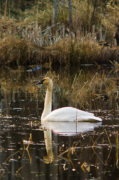 Trumpeter Swan ~ Swan picture from Cortes Island Canada.