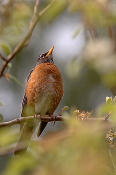 Robin in a Pear Tree ~ Thrush picture from Cortes Island Canada.