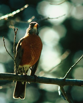 American Robin ~ Thrush picture from Cortes Island Canada.