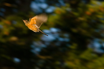 Robin in Flight ~ Thrush picture from Cortes Island Canada.