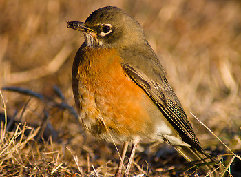 Amarican Robin ~ Thrush picture from Cortes Island Canada.