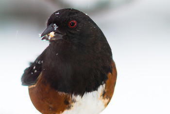 Pipilo maculatus ~ Towhee picture from Cortes Island Canada.