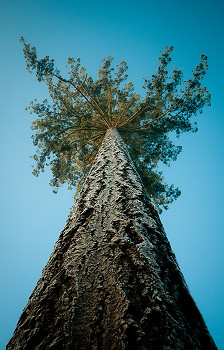 Looking Up ~ Tree picture from Cortes Island Canada.