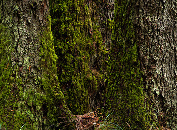 Three Giants ~ Tree picture from Cortes Island Canada.