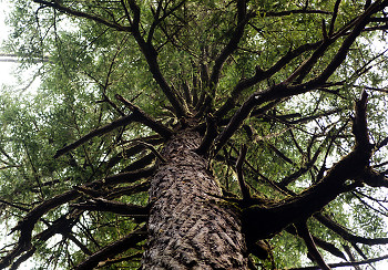 Branches ~ Tree picture from Cortes Island Canada.