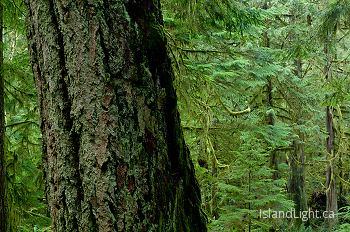  Tree picture from Cortes Island Canada.