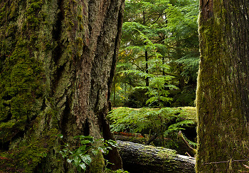 Big and Small ~ Tree picture from Cortes Island Canada.