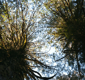 Arboreal urchins ~ Tree picture from Cortes Island Canada.