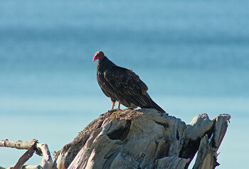 Bald Bird by the Beach ~ Vulture picture from Cortes Island Canada.