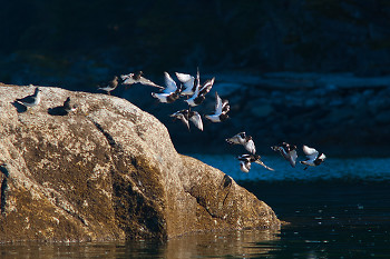 Turnstones Take Flight ~ Wading bird picture from Cortes Island Canada.