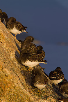 Black Turnstones ~ Wading bird picture from Cortes Island Canada.