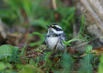 Kinglet ~ Warbler picture from Cortes Island Canada.