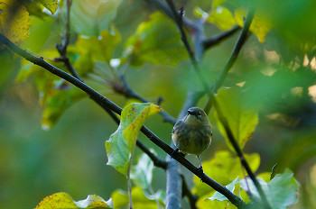Yellow-rumped Warbler ~ Warbler picture from Cortes Island Canada.