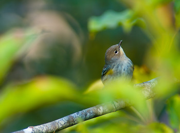 Yellow-rumped Warbler ~ Warbler picture from Cortes Island Canada.