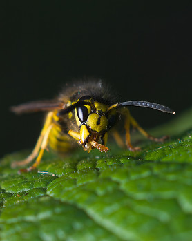 Western Yellowjacket ~ Wasp picture from Cortes Island Canada.