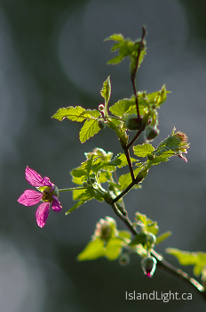 Salmon Berry ~ wildflower picture from Cortes Island Canada.