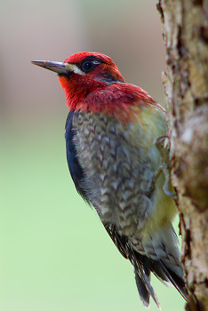 Red-breasted Sapsucker  ~ Woodpecker picture from Cortes Island Canada.