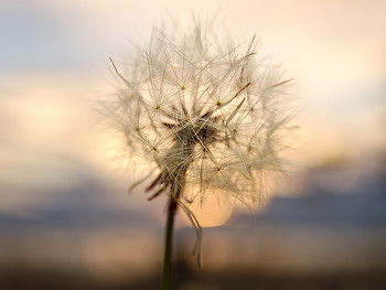 Dandelion Seeds on a Windless Evening ~ Dandelion picture from Cortes Island Canada.