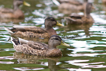 Anas platyrhynchos ~ Duck picture from Vancouver Canada.