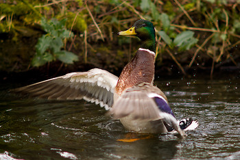 Mallard Duck ~ Duck picture from Amsterdam Netherlands.