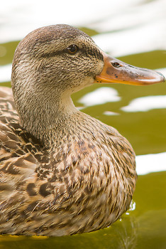 Mallard ~ Duck picture from Vancouver Canada.