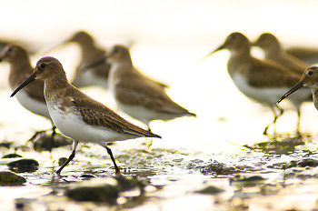 Walking in the Light ~ Dunlin picture from Cortes Island Canada.